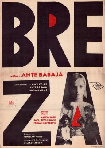 Breza – plakat